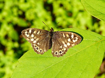Brown butterfly with white spots resting on a green leaf