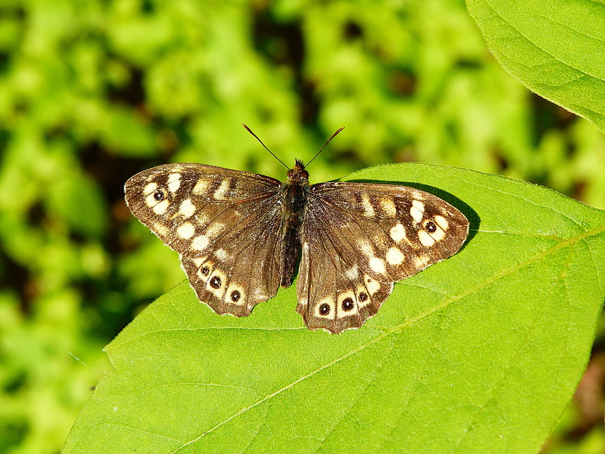 Brown butterfly with white spots resting on a green leaf
