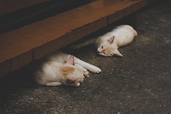 Two sleeping white cats under a wooden bench
