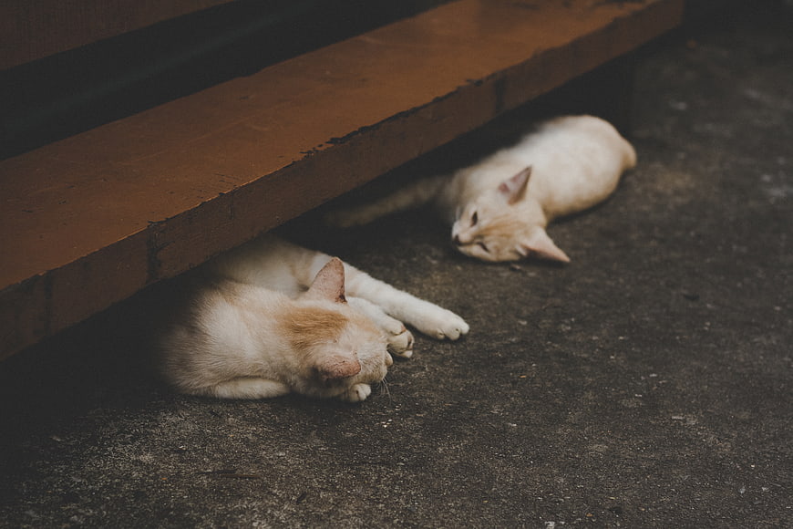 Two sleeping white cats under a wooden bench