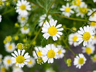 Close-up of White and Yellow Chamomile Flowers in Bloom