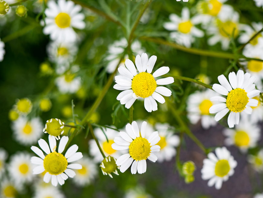 Close-up of White and Yellow Chamomile Flowers in Bloom