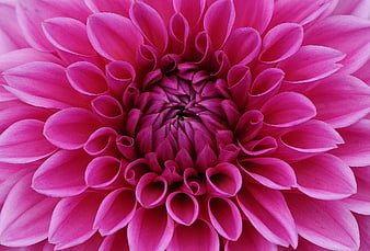 Close-up of vibrant pink dahlia flower petals