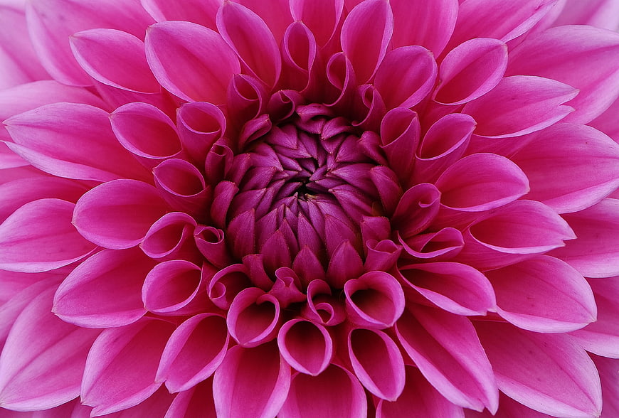 Close-up of vibrant pink dahlia flower petals