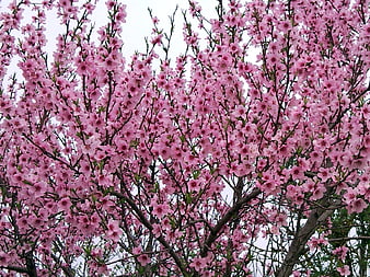 Pink flowering tree branches against white sky