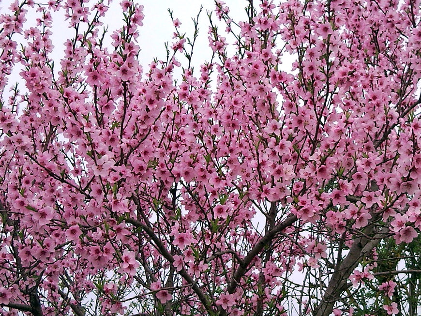 Pink flowering tree branches against white sky