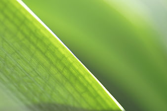 Close-up of vibrant green leaf with soft blurred background