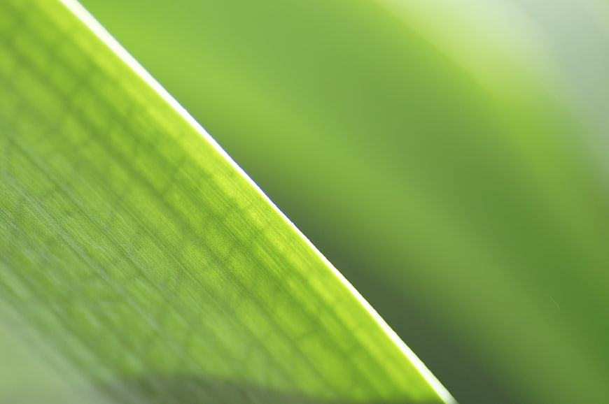 Close-up of vibrant green leaf with soft blurred background