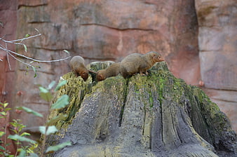 Three Dwarf Mongooses on Mossy Rock in Zoo Enclosure
