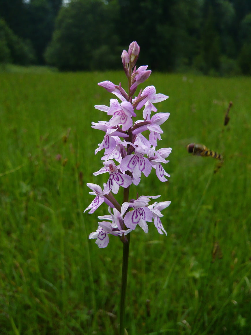 Purple Wild Orchid in Green Meadow with Hoverfly