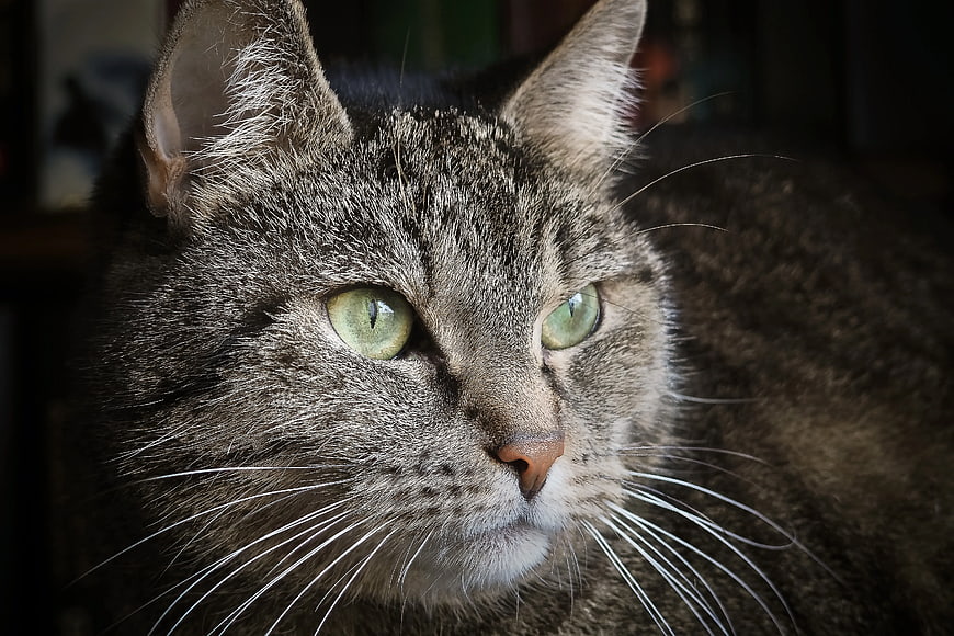 Close-up portrait of a brown tabby cat with green eyes