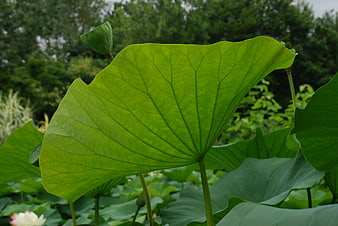 Close-up of vibrant green lotus leaf with detailed veins