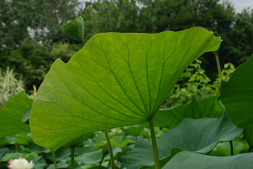 Close-up of vibrant green lotus leaf with detailed veins