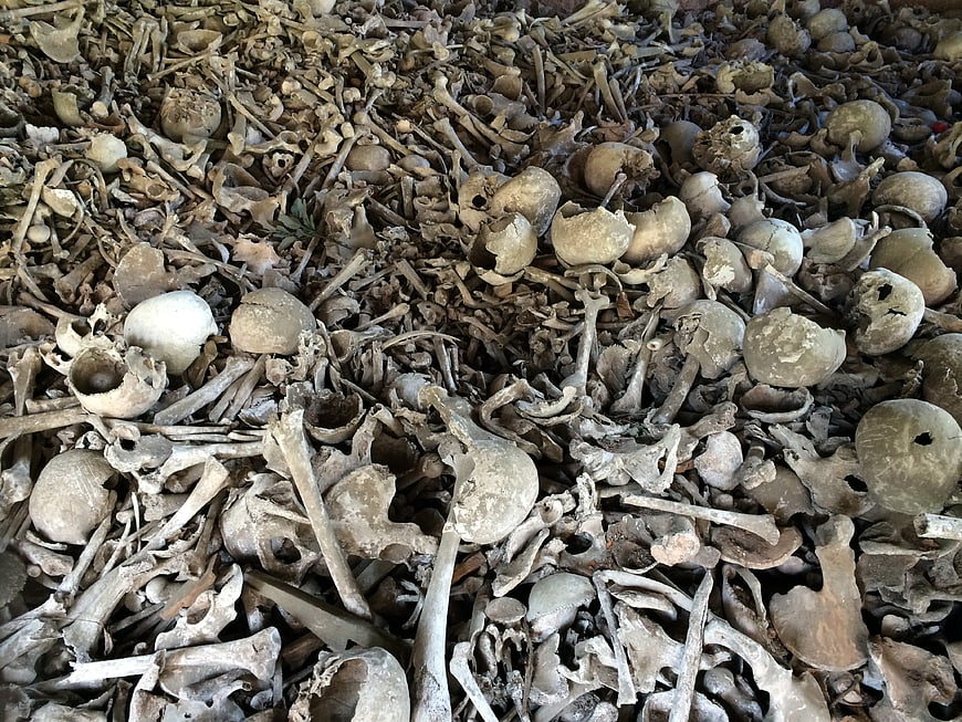 Pile of animal skulls and bones in a natural setting