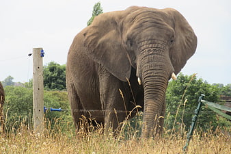 African elephant standing in tall grass near electric fence