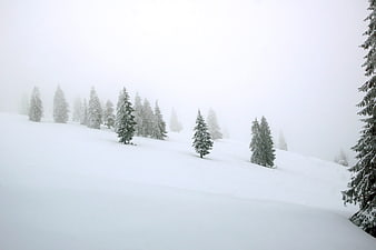 Serene Snowy Forest Landscape in Winter Fog