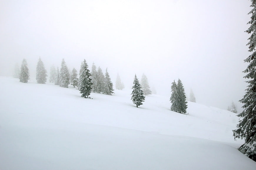 Serene Snowy Forest Landscape in Winter Fog