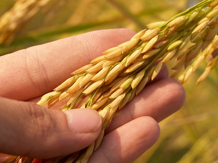Close-up of hand holding ripe golden rice grains in field