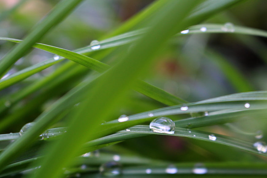 Macro shot of fresh green grass blades with water droplets