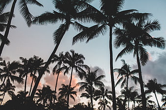 Silhouetted Palm Trees Against a Colorful Sunset Sky