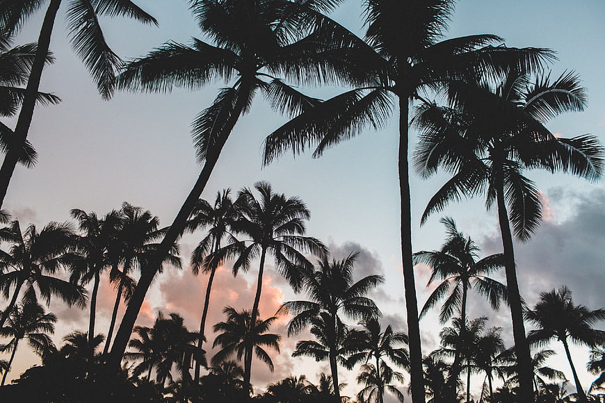 Silhouetted Palm Trees Against a Colorful Sunset Sky