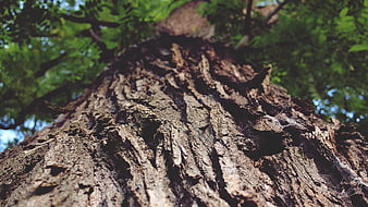 Low angle view of textured tree bark with green leaves