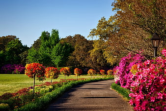 Vibrant Garden Pathway with Pink Azaleas and Topiary