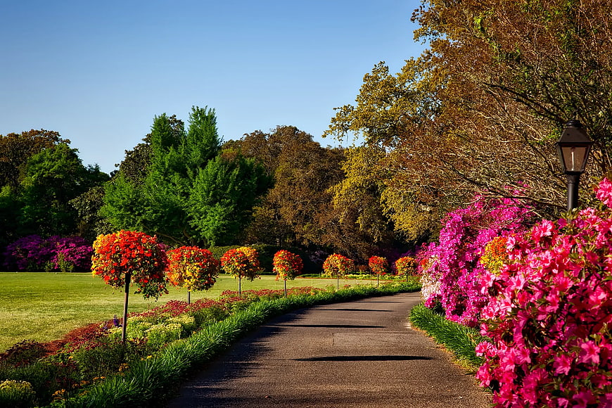 Vibrant Garden Pathway with Pink Azaleas and Topiary