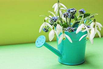 Spring Snowdrops and Forget-Me-Nots in a Teal Watering Can