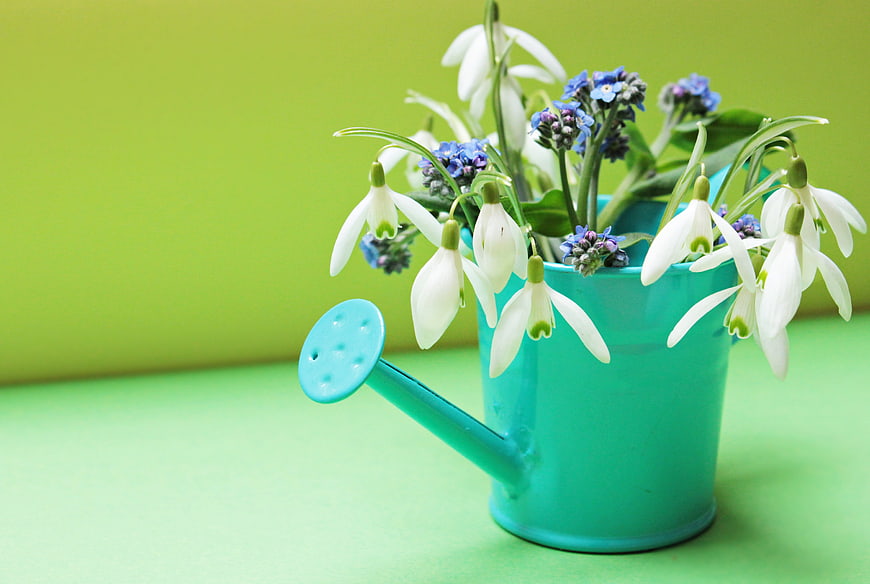 Spring Snowdrops and Forget-Me-Nots in a Teal Watering Can