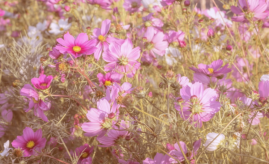 Pink Cosmos Flowers Blooming In A Dry Meadow