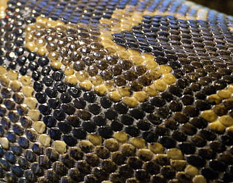 Macro Close-Up of Snake Skin Texture and Scales