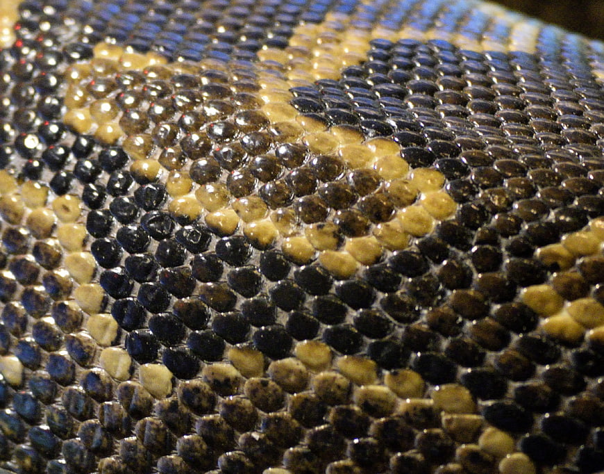 Macro Close-Up of Snake Skin Texture and Scales