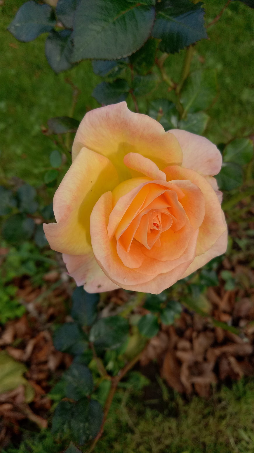 Close-up of a Peach and Yellow Rose in a Garden