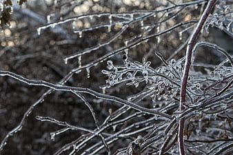 Frosted Winter Branches with Ice Coating