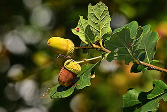 Close-up of two acorns and oak leaves on a branch