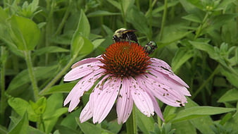 Bee and Green Bottle Fly on Purple Coneflower in Garden