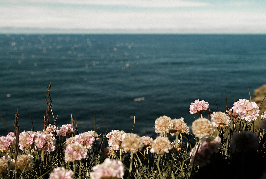 Pink Sea Thrift Flowers on Cliff Overlooking Blue Ocean