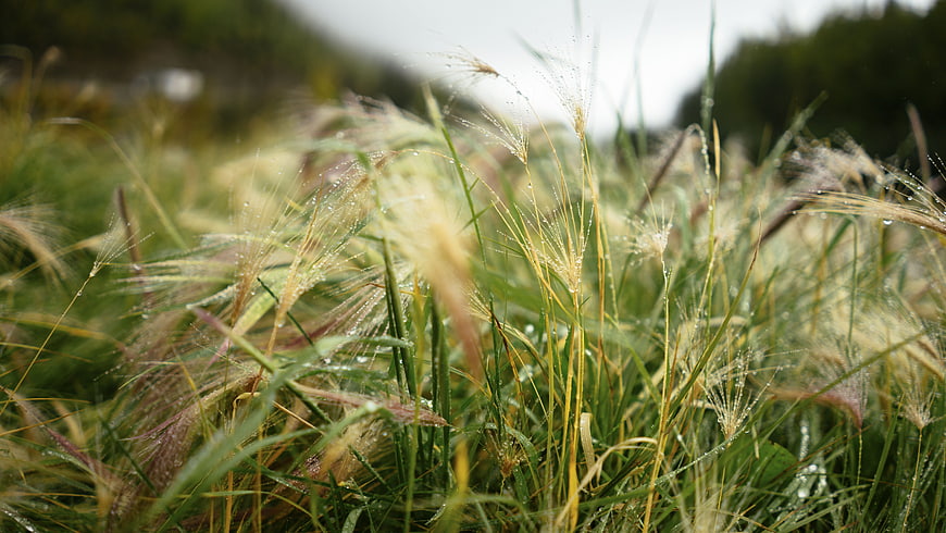 Close-up of dewy wild grass in a meadow