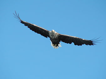 White-tailed Eagle Soaring in Blue Sky