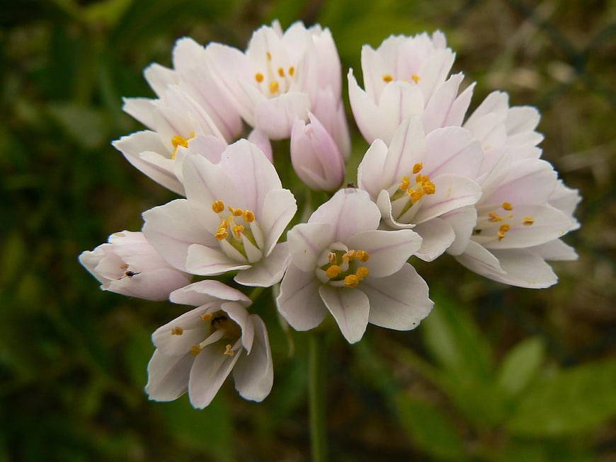 Close-up of delicate white and pink wild garlic flowers