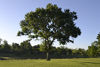 Lone Green Tree in Grassy Field Under Blue Sky