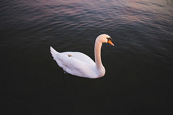 White Swan Swimming in Dark Water at Dusk