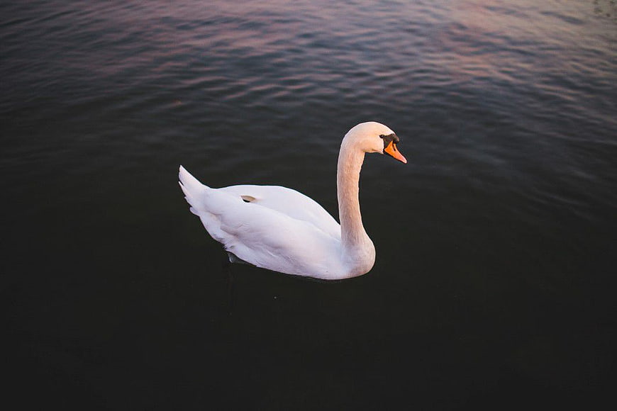 White Swan Swimming in Dark Water at Dusk