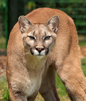 Portrait of a Cougar Walking in a Zoo Enclosure