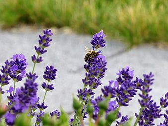 Honey Bee Pollinating Purple Lavender Flowers in Garden