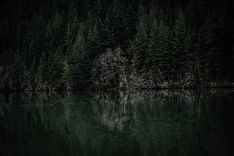 Dark moody forest lake reflection at dawn