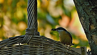 Eurasian Nuthatch Perched on Wicker Bird Feeder