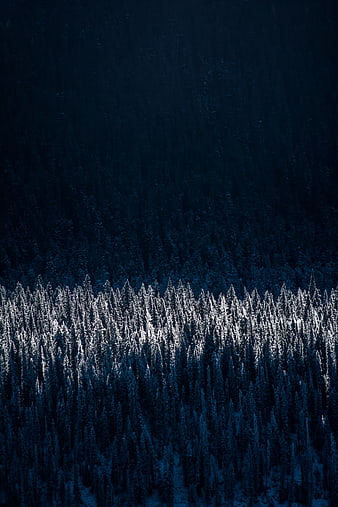 Aerial View of Snow-Covered Pine Forest in Deep Blue Shadows