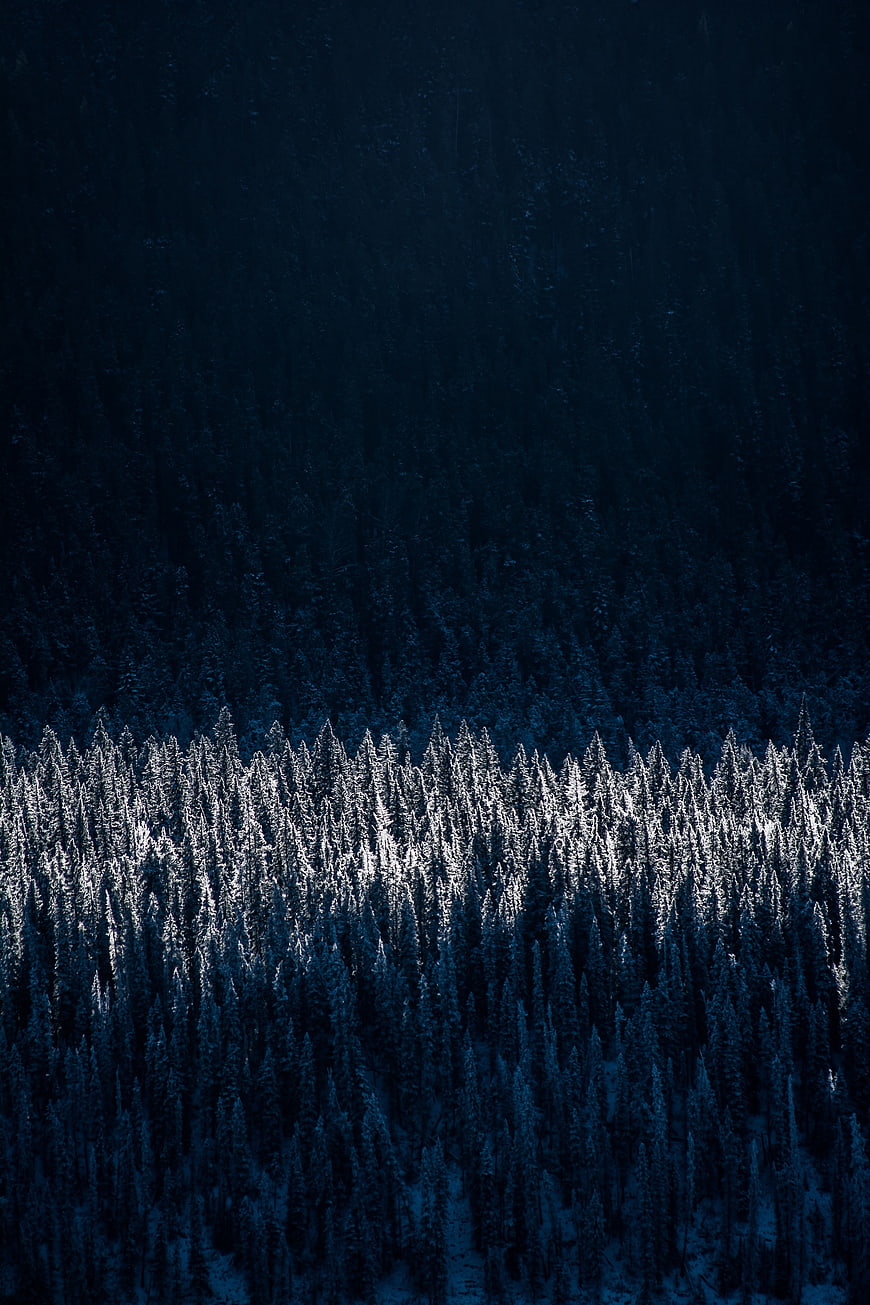 Aerial View of Snow-Covered Pine Forest in Deep Blue Shadows
